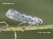 0425 Orchard Ermine Moth (Yponomeuta padella) © 2011 Steve Ogden