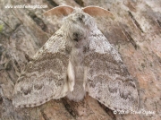 2028 Pale Tussock moth (Calliteara pudibunda) © 2005 Steve Ogden