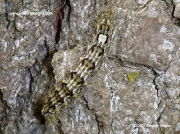 2278 Poplar Grey caterpillar © 2015 Douglas Malpus