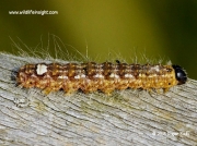 2278 Poplar Grey caterpillar (Acatecronicta megacephala) © 2015 Roger Eads