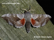 1981 Poplar Hawk-moth (Laothoe populi) © 2006 Steve Ogden