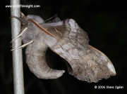 Poplar Hawkmoth Laothoe populi © 2006 Steve Ogden