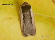 2103 Radford's-Flame Shoulder (Ochropleura leucogaster)
