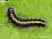 2068 Scarlet Tiger (Callimorpha dominula) fully grown caterpillar