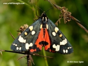2068 Scarlet Tiger Moth Callimorpha dominula)