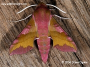 1992 Small Elephant Hawkmoth (Deilephila porcellus) © 2006 Steve Ogden