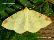 1906 The Brimstone Moth Opisthograptis luceolata © 2008 Steve Ogden