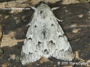 The Miller Moth (Acronicta leporina)  © 2015 Steve Ogden