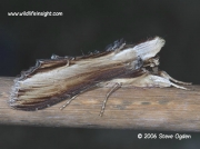 2221 The Mullein moth (Shargacucullia verbasci) © 2006 Steve Ogden
