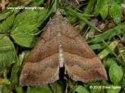 2477 The Snout Hypena proboscidalis © 2009 Steve Ogden