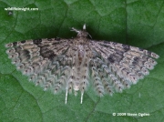 1288 Twenty-plume Moth (Alucita hexadactyla)