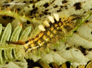 2026 The Vapourer Moth (Orgyia antiqua) caterpillar - Cornish form recorded at Rosemullion Head,