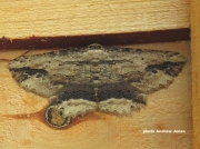 1936 Waved Umber (Menophra abruptaria) - Portishead, UK - photo Andrew Jones