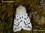 2060 White Ermine moth Spilosoma lubricipeda © 2008 Steve Ogden