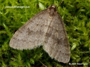 1799 Winter Moth Operophtera brumata