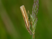 1305 Agriphila tristella