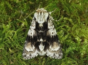 2281 Alder Moth (Acronicta alni)