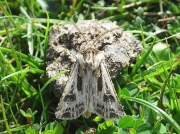 2085 Archer's Dart (Agrotis vestigialis)