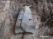 Blackneck-moth-(Lygephila pastinum)