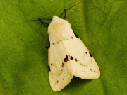 2061 Buff Ermine (Spilosoma luteum)