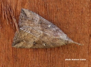 2480 Buttoned-Snout-Hypena-rostralis