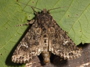 2154 Cabbage Moth (Mamestra brassicae) preparing for flight