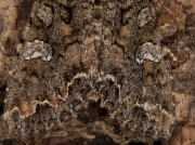 2154 Cabbage Moth (Mamestra brassicae) - guide to identifying wing markings.