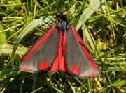 The Cinnabar (Tyria jacobaeae) inflating wings
