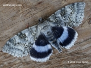 The Blue Underwing  Clifden Nonpareil (catocala fraxini)