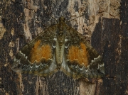 1764 Common Marbled Carpet (Chloroclysta truncata)