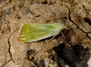 2418 Cream-bordered Green Pea (Earias clorana)