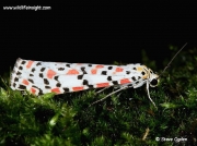 2054 Crimson Speckled  (Utetheisa pulchella) moth side view