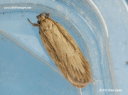 2244 Depressaria daucella moth
