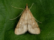 2565 Dolicharthria punctalis