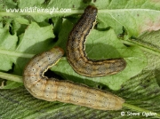 2160 Bright-line Brown-eye (Lacanobia oleracea) caterpillars