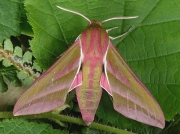 1991 Elephant Hawk-moth (Deilephila elpenor)