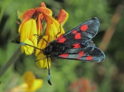 0170 Five-spot Burnet (Zygaena trifolii)