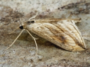 1356 Garden Pebble (Evergestis forficalis)