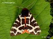 2057 Garden Tiger (Arctia caja) moth © Steve Ogden