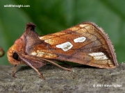 2439 Gold Spot Moth (Plusia festucae)