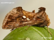 2428 Golden Twin-spot (Chrysodeixis chalcites)