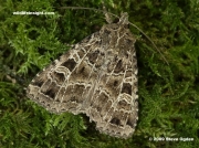 2136 The Gothic Moth (Naenia typica)-3436