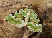 1776 Green Carpet (Colostygia pectinataria)