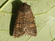 2177 Hedge Rustic (Tholera cespitis)