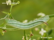 1984 Hummingbird Hawk-moth (Macroglossum stellatarum) 14 day old 20mm caterpillar