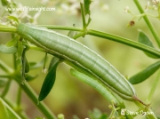 Hummingbird Hawk-moth caterpillar and early instar Elephant Hawk-moth caterpillar