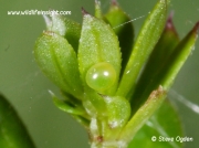 1984 Hummingbird Hawk-moth (Macroglossum stellatarum) freshly laid egg laid on Hedge Bedstraw © Steve Ogden