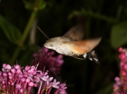 1984 Hummingbird Hawk-moth (Macroglossum stellatarum) nectaring at Red Valerian