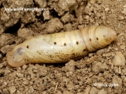 1984 Hummingbird Hawk-moth (Macroglossum stellatarum) pupa uncovered from soil