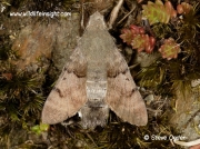 1984 Hummingbird Hawk-moth (Macroglossum stellatarum) resting on Pendennis castle moat walls, Falmouth, Cornwall